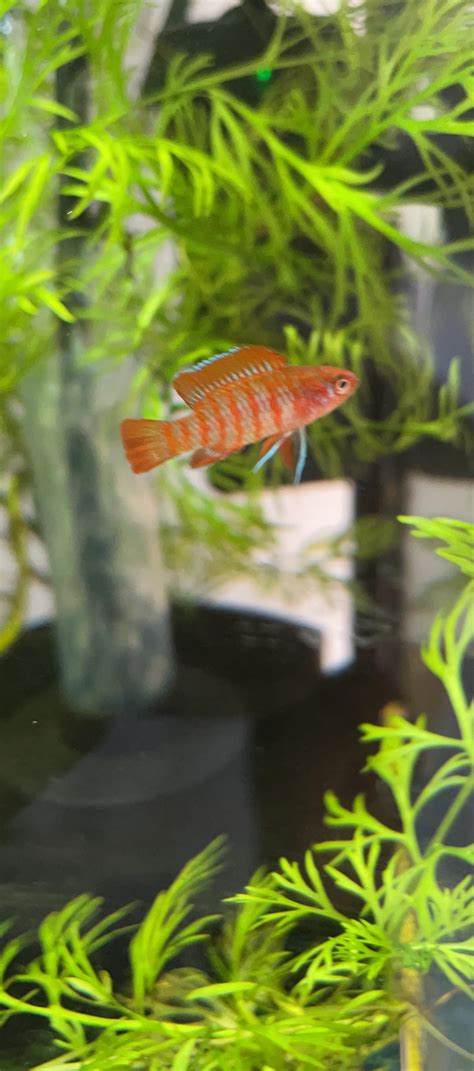 Finally a good pic of the elusive Scarlet Badis Flambé. .
